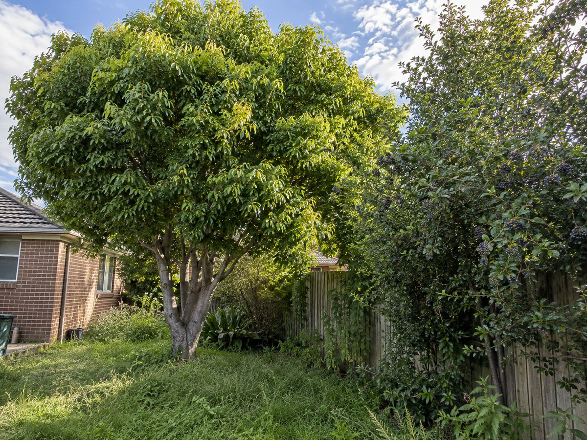 Overgrown garden trees and shrubs beside a brick home in Liverpool