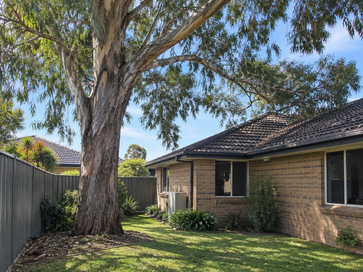Tall eucalyptus growing beside a brick home and Colorbond fence in a Liverpool backyard