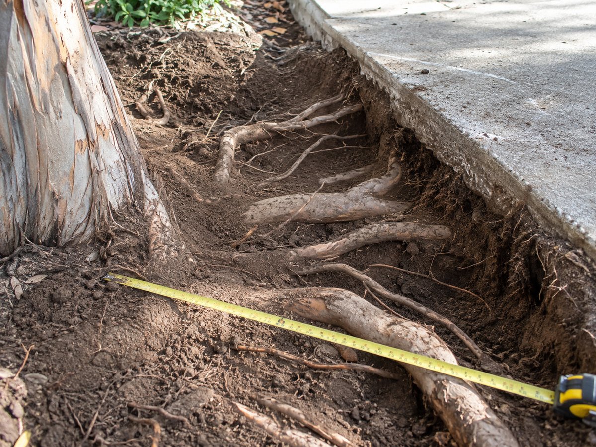 Tree roots exposed by non-destructive investigation beside a concrete driveway in Liverpool